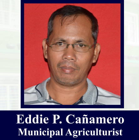 Eddie P. Caamero Municipal Agriculturist